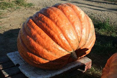 Laujar de Andarax celebrará su fiesta de otoño con setas, vino y calabazas