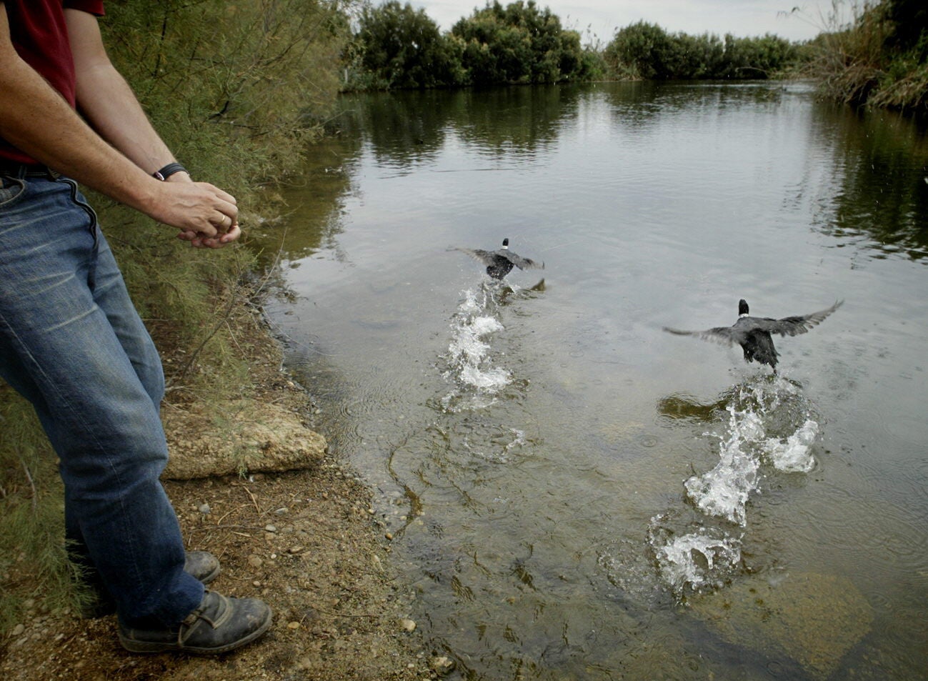 Una treintena de personas anilla aves migratorias en las Albuferas de Adra