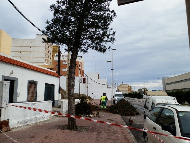 El viento 'tumba' un árbol centenario en el bulevar de Poniente de Adra