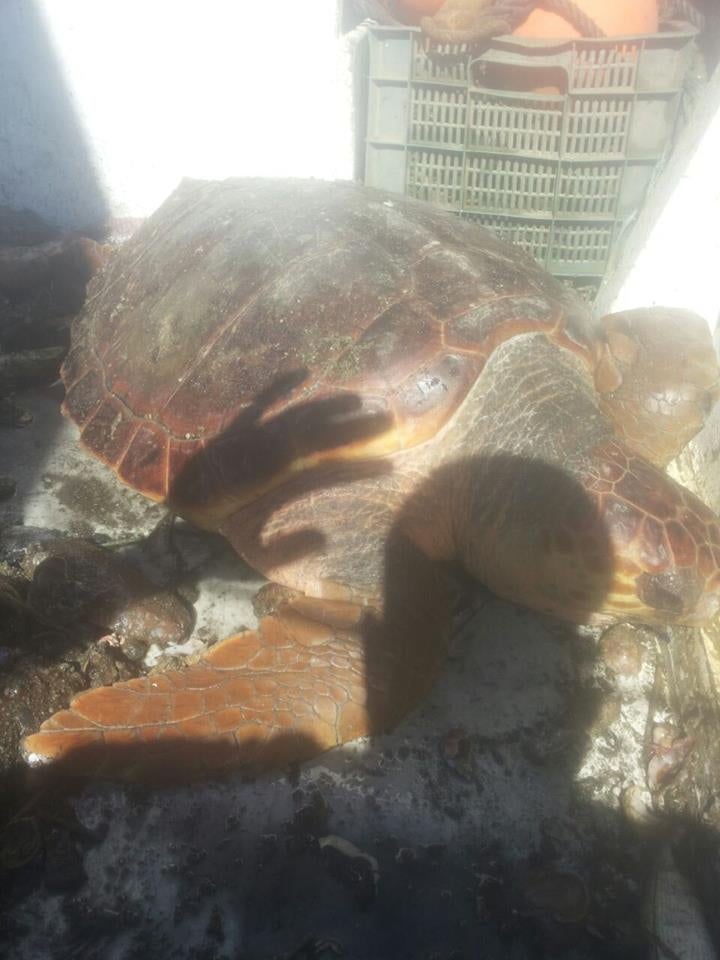 Rescatan una tortuga boba atrapada entre las redes de un pesquero
