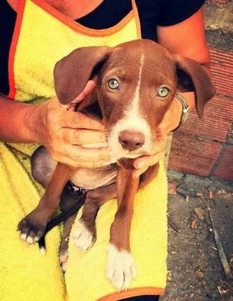 Se buscan familias de acogida en Adra   para una veintena de perros abandonados