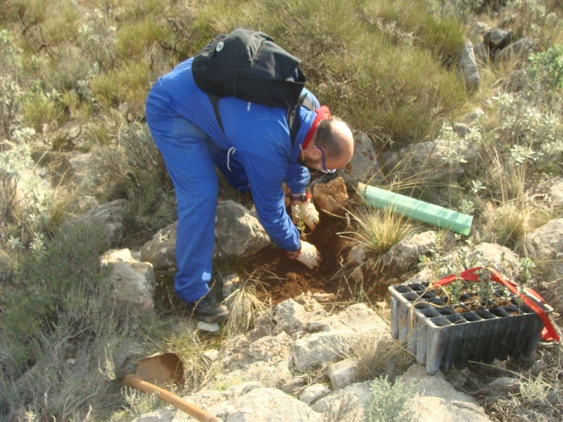 La reforestación de monte público genera una docena de puestos de trabajo en Dalías y Canjáyar