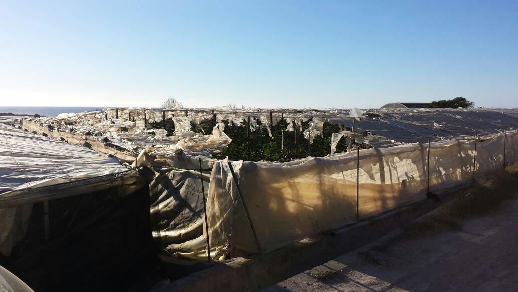 Adra contabiliza tres millones de pérdidas en el campo por el temporal de viento