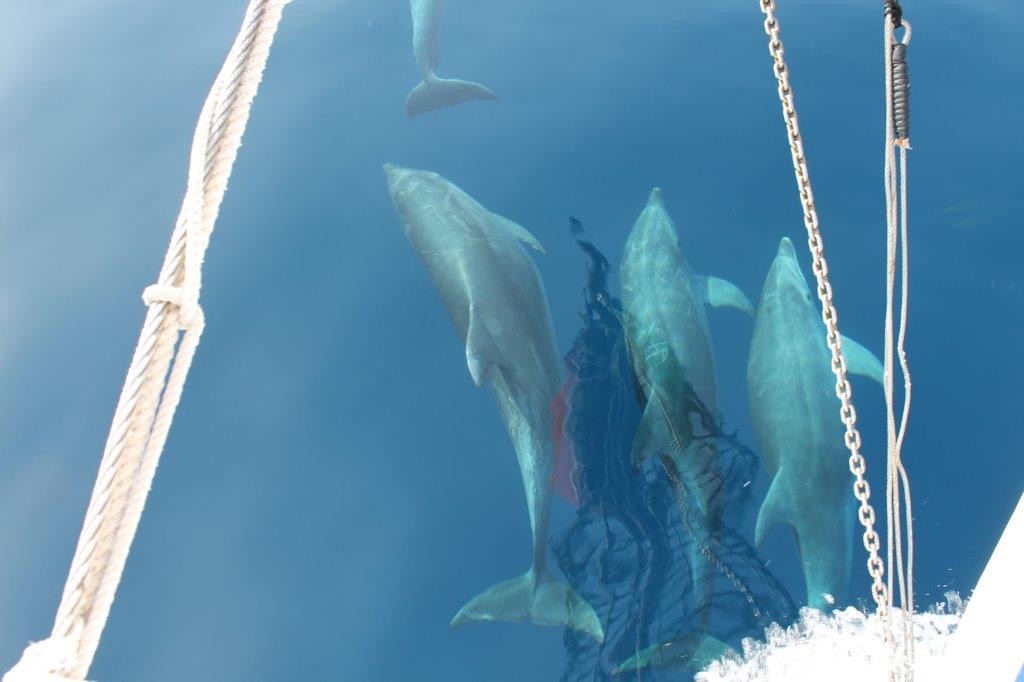Adra, sede del primer foro andaluz para abordar la interacción entre la pesca y el delfín