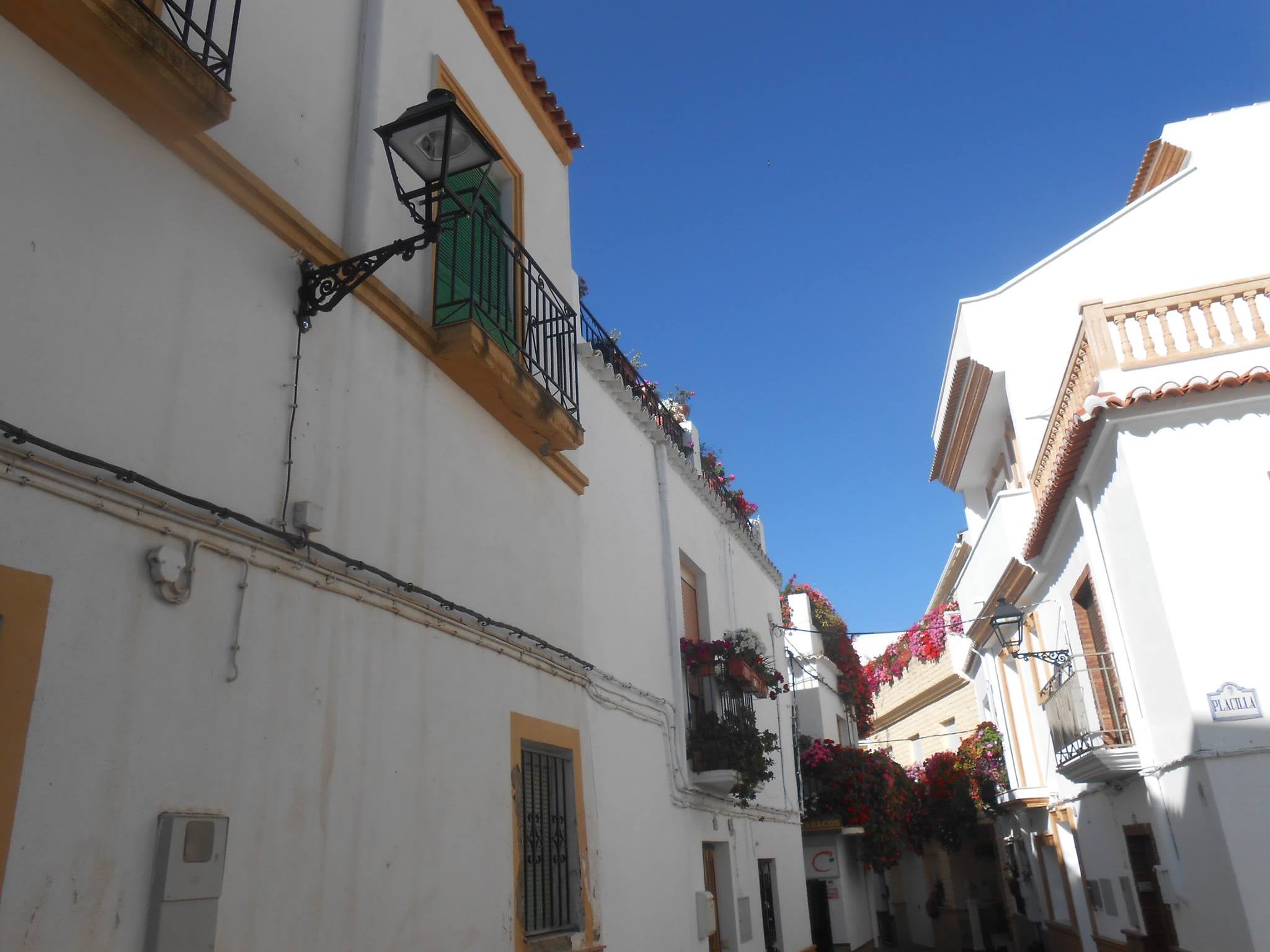 Los alcoleanos estrenan farolas para ahorrar energía y reponen sus macetas