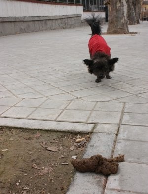 Adra obligará a completar el microchip de las mascotas con una muestra de ADN