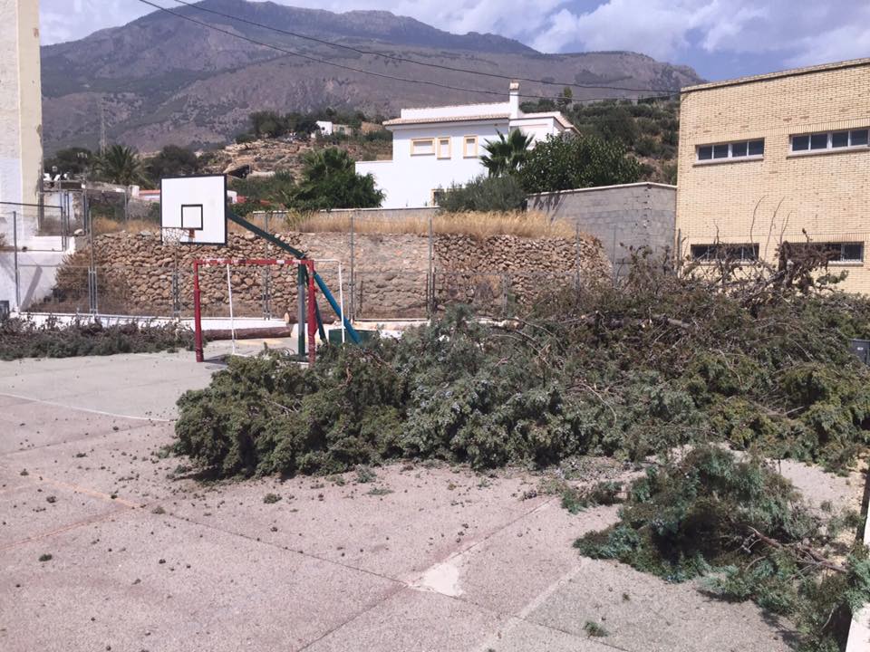 Dalías ‘sacrifica’ cincuenta cipreses del patio del colegio