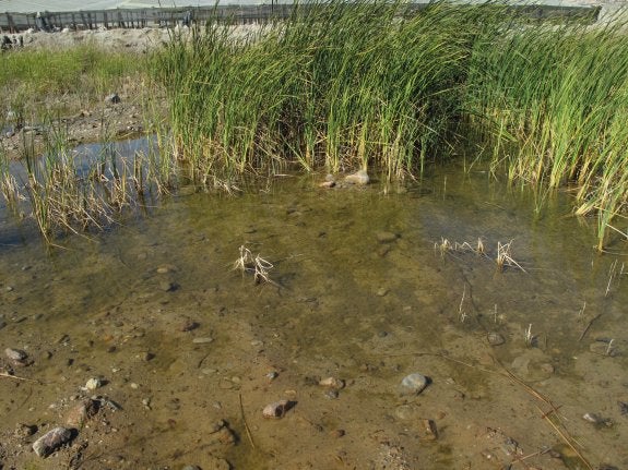 El hábitat natural de la ranita meridional debe contener agua y vegetación autóctona y las Albuferas aún cumplen con los requisitos.