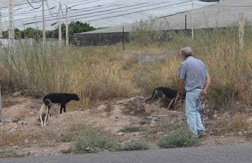 Berja recoge cien animales abandonados en seis meses