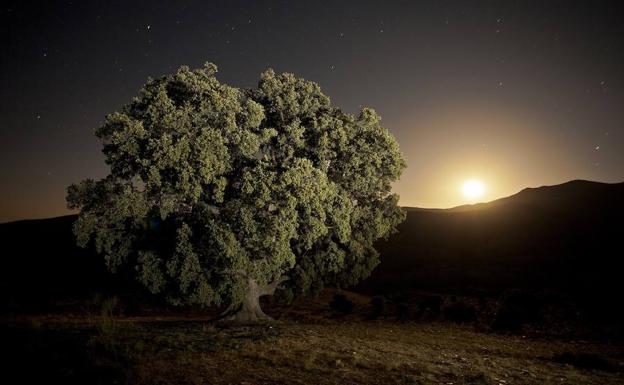 La encina de la Peana de Serón ya es monumento natural
