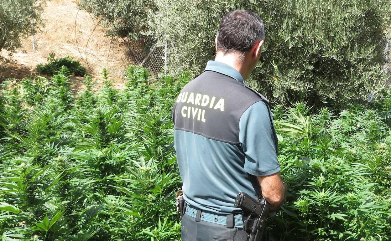 Drogas en Almería | En prisión tres hombres detenidos tras hallar 2.000 plantas de marihuana en Oria