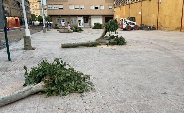 Provincia de Almería | Albox | El PP acusa al alcalde de actuar como si el pueblo fuera «su cortijo» tras tala masiva