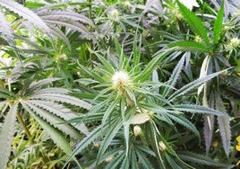 Plantas de marihuana localizadas.