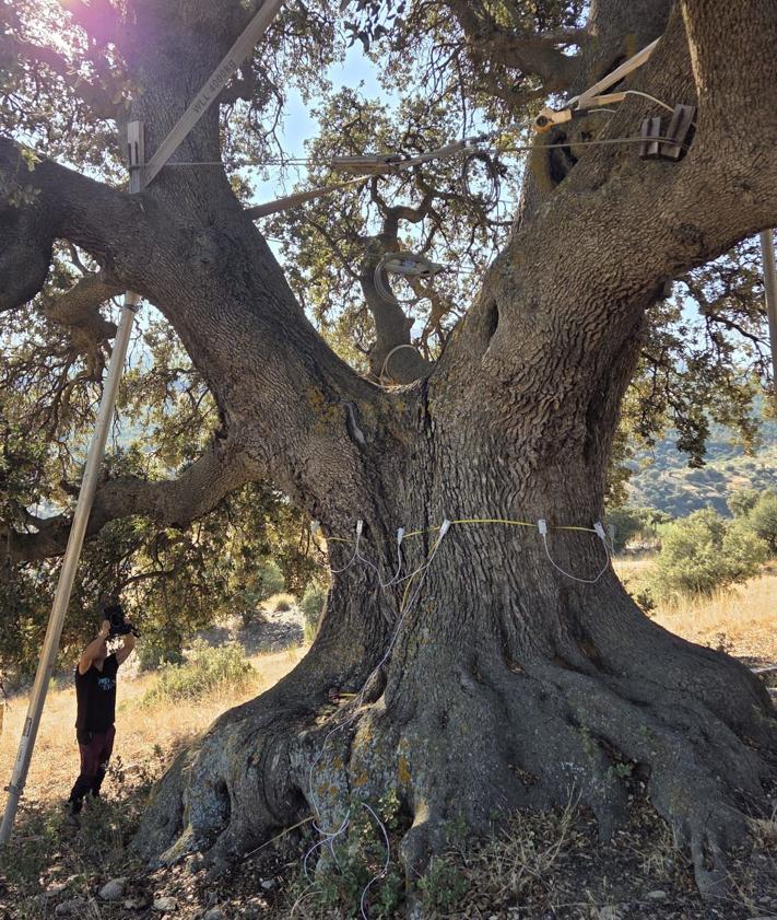 Imagen secundaria 2 - La Junta encarga un estudio para retrasar el deterioro de la encina 'La Peana' en Serón