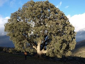 En Serón se encuentra el árbol más antiguo de Andalucía
