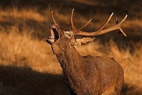 La Berrea en la sierra de Filabres, un espectáculo para los sentidos