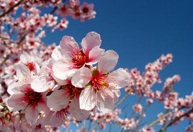 Cambio de fecha en las rutas Flor de Almendro