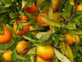 Agricultores y técnicos agrícolas participan en una jornada sobre citricultura en Cantoria