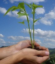 Día Mundial del Medio Ambiente; Por la economía verde