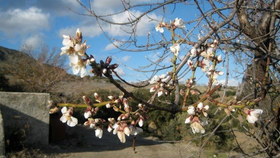 Albox acogerá en diciembre una jornada técnica so-bre el cultivo del almendro y el pistachero en el Al-to Almanzora