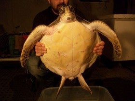 Aparece en una playa de Cuevas del Almanzora el primer ejemplar de tortuga verde registrado en la provincia