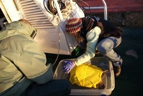 Liberan en alta mar a la tortuga verde rescatada en Cuevas del Almanzora tras curar las heridas de su aleta