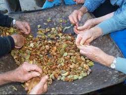 Familias al completo en la campaña de recogida de la almendra en el Almanzora