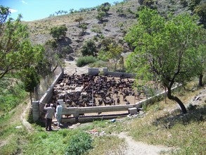 La Junta celebra en Albox un curso sobre bienestar animal en explotaciones ganaderas de rumiantes