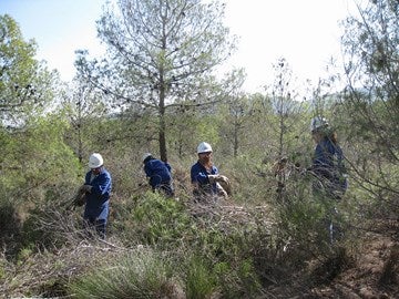 La Junta genera más de 1.100 jornales en Cantoria con actuaciones forestales en el monte público El Lentiscar
