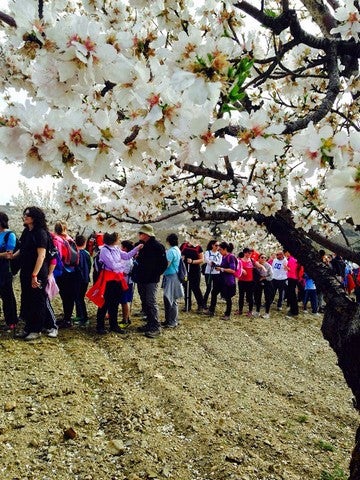 Doscientos senderistas conocieron en Albox las rutas del almendro en flor de esta comarca