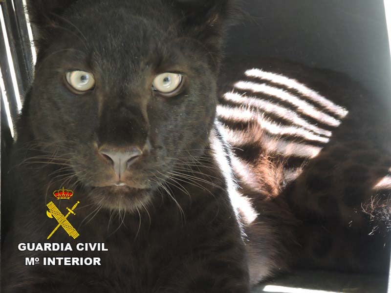 La Guardia Civil interviene una pantera negra en Arboleas