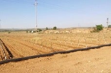 Plantación de olivos en el yacimiento arqueológico de Isturgi. 