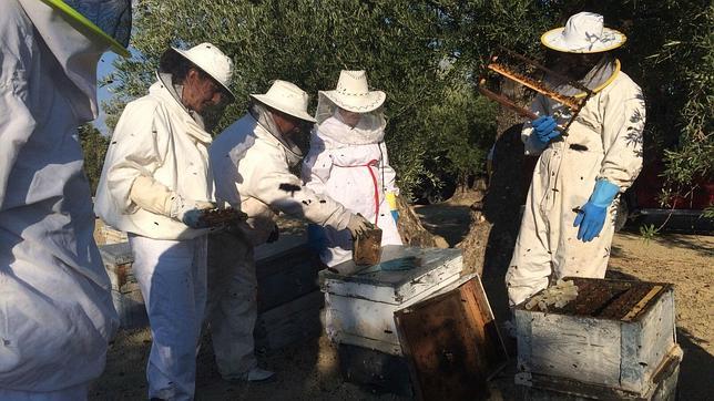 Apicultores durante un proceso de extracción de miel. 