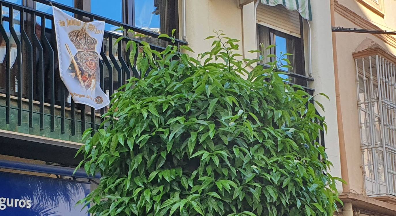 Una colgadura de la Virgen de la Cabeza en uno de los balcones del centro. 