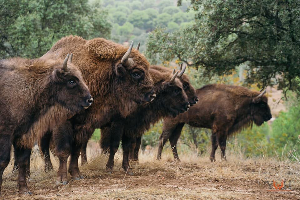 Se introducen ejemplares de bisontes en la Sierra de Andújar