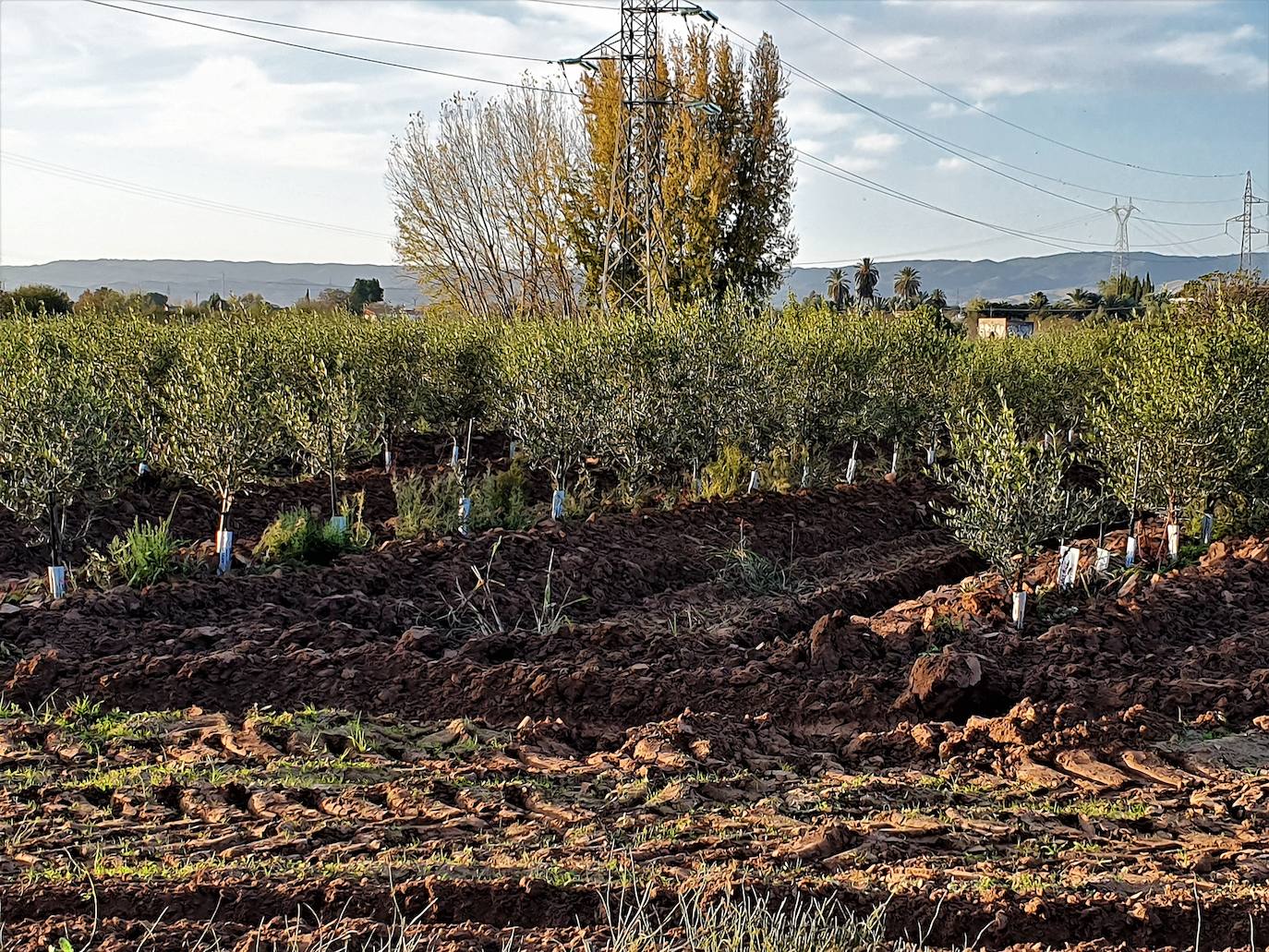 Plantaciones de olivos en las inmediaciones del poblado de Los Villares de Andújar. 