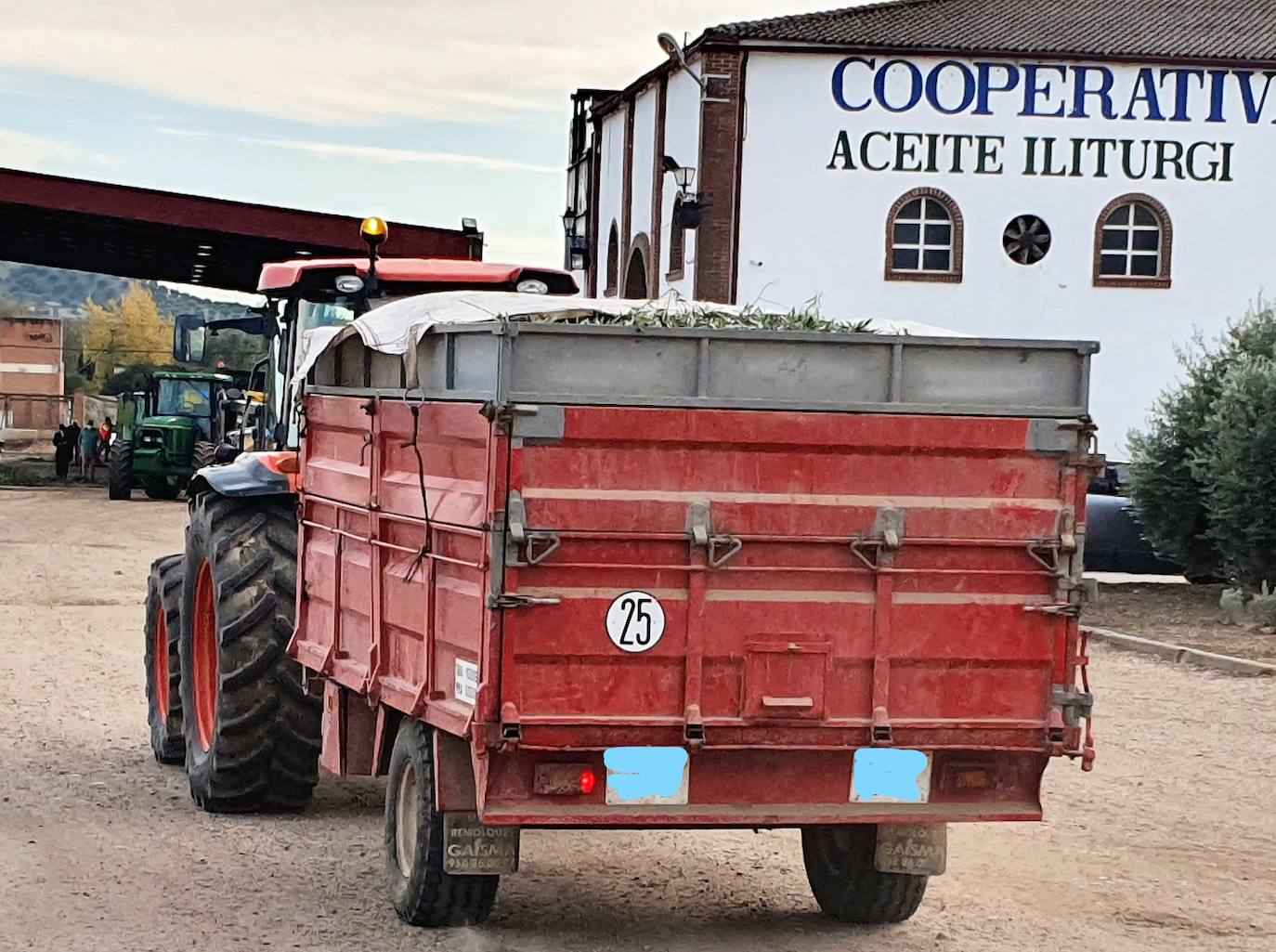 Las primeras aceitunas recogidas llegan ya a las cooperativas. 