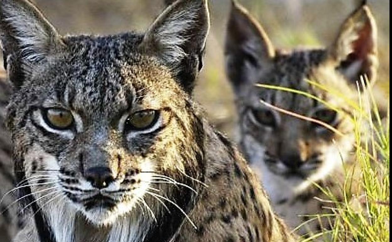Los últimos estudios revelan la expansión del lince de Andújar hacia otras zonas impensables