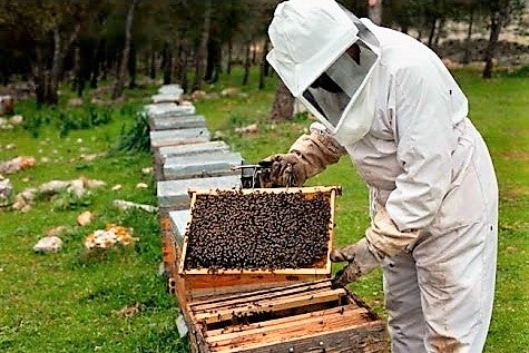 La falta de lluvias merma en más de la mitad la cosecha de miel