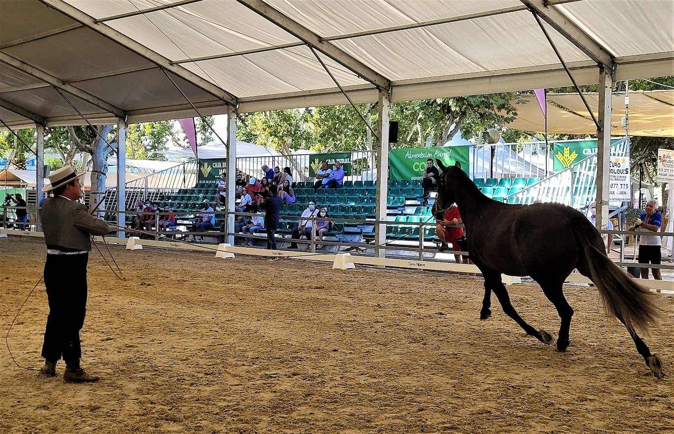Un participante muestra las habilidades del equino en movimiento. 