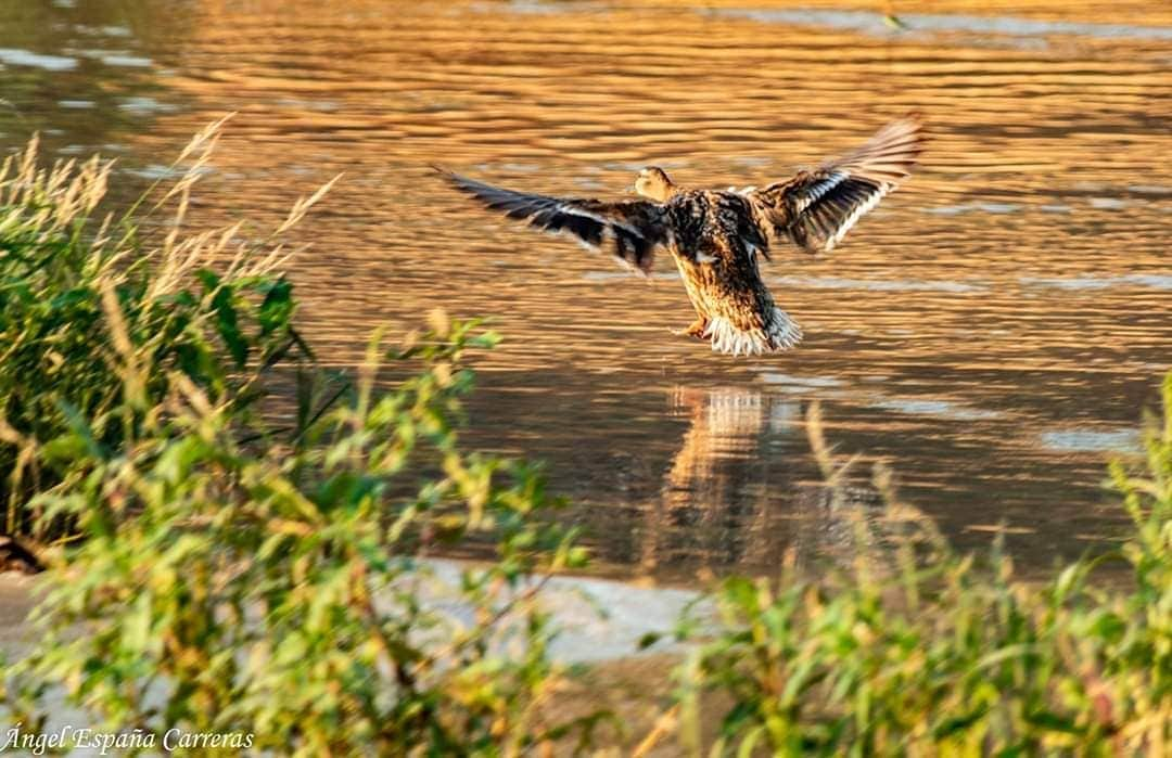 Un ave surca el río Guadalquivir a su paso por Andújar. 