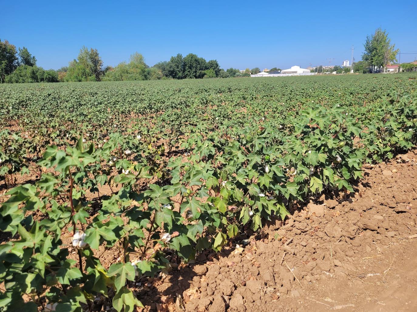 Los cultivos de la Campiña jienense se hallan en situación extrema
