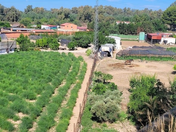 Lluvias, aunque tardías, alivian al campo de la Campiña