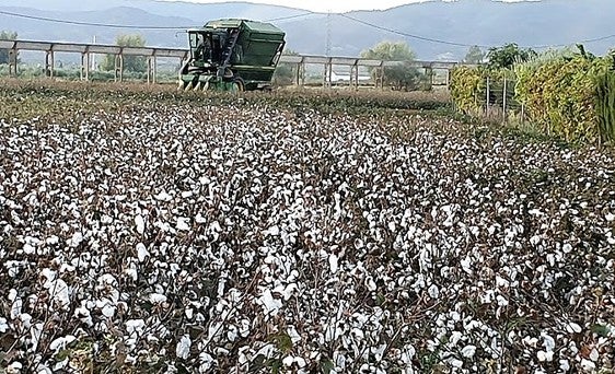 Asaja prevé una cosecha de algodón baja y dispar en la zona