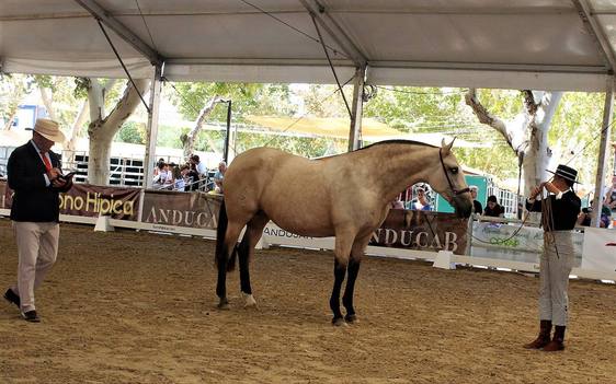 Jurado calificador califica los movimientos y morfología del caballo.