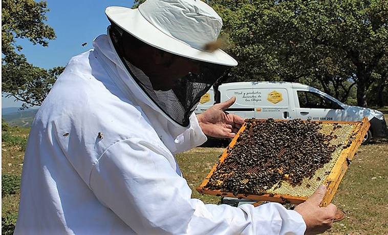 La apicultura entra en un ciclo crítico por la sequía