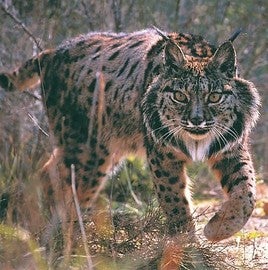 Ejemplar de lince ibérico.