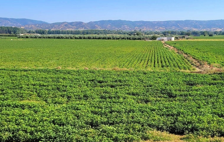Asaja presagia que las plagas amenazan con mermar la producción del algodón