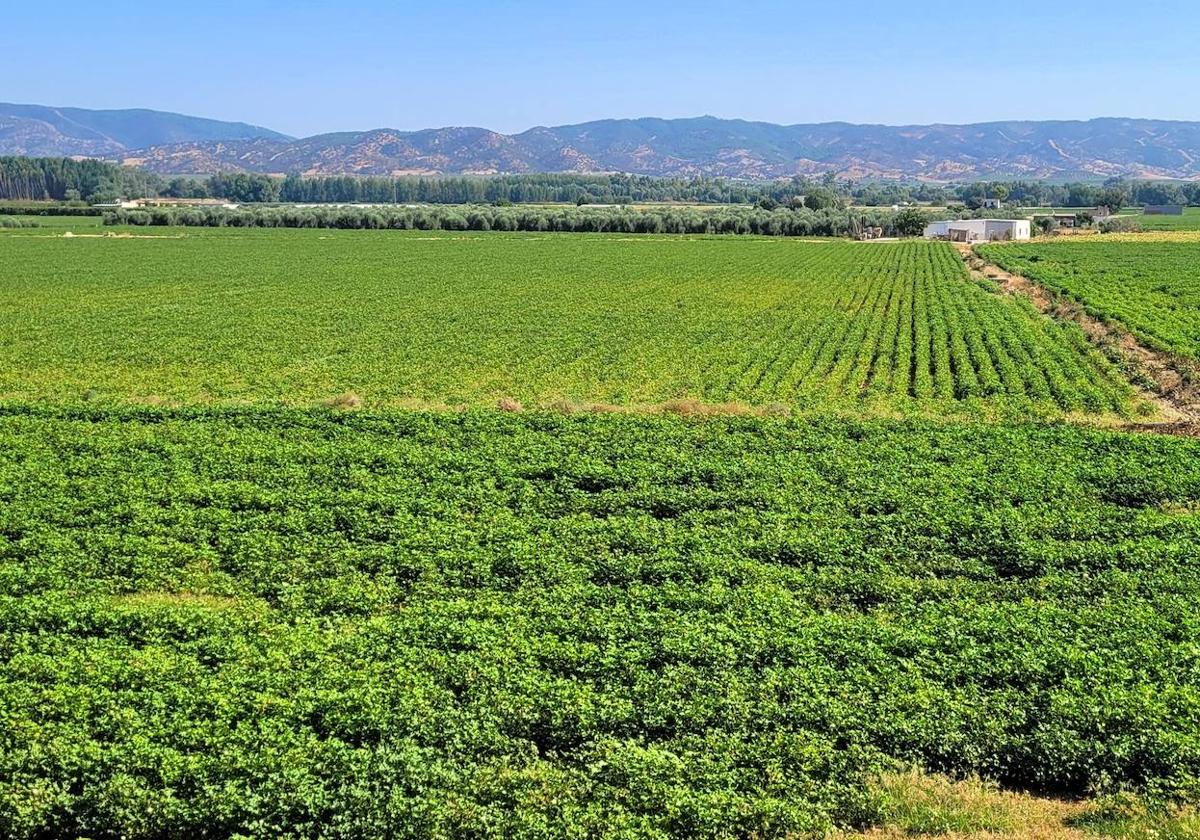 Zona de algodonales en la periferia de poblado de Llanos del Sotillo.