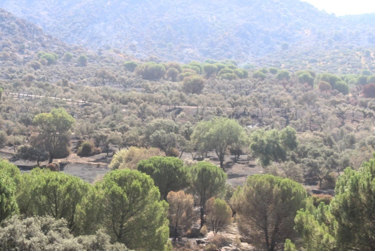 Los operativos del Plan Infoca dan por extinguido el fuego de Andújar